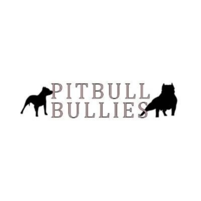 Pitbull Bullies 